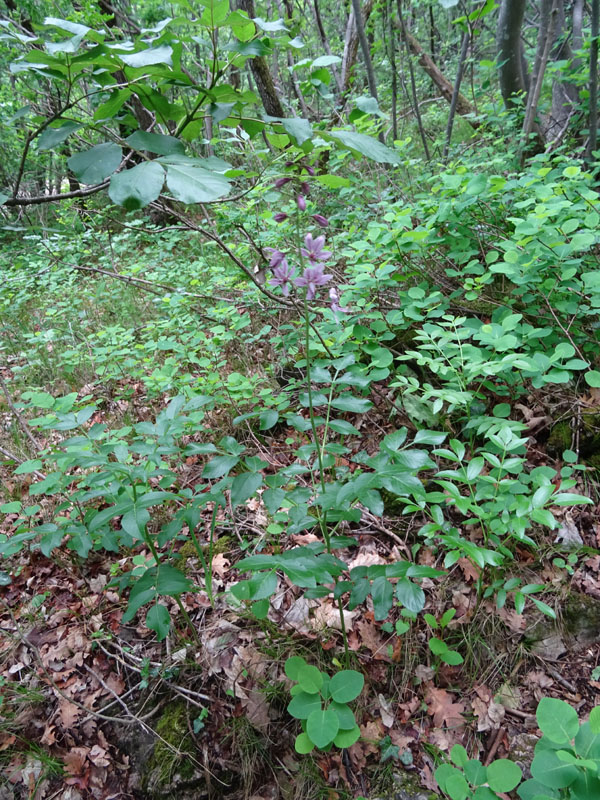 Dictamnus albus (Rutaceae)